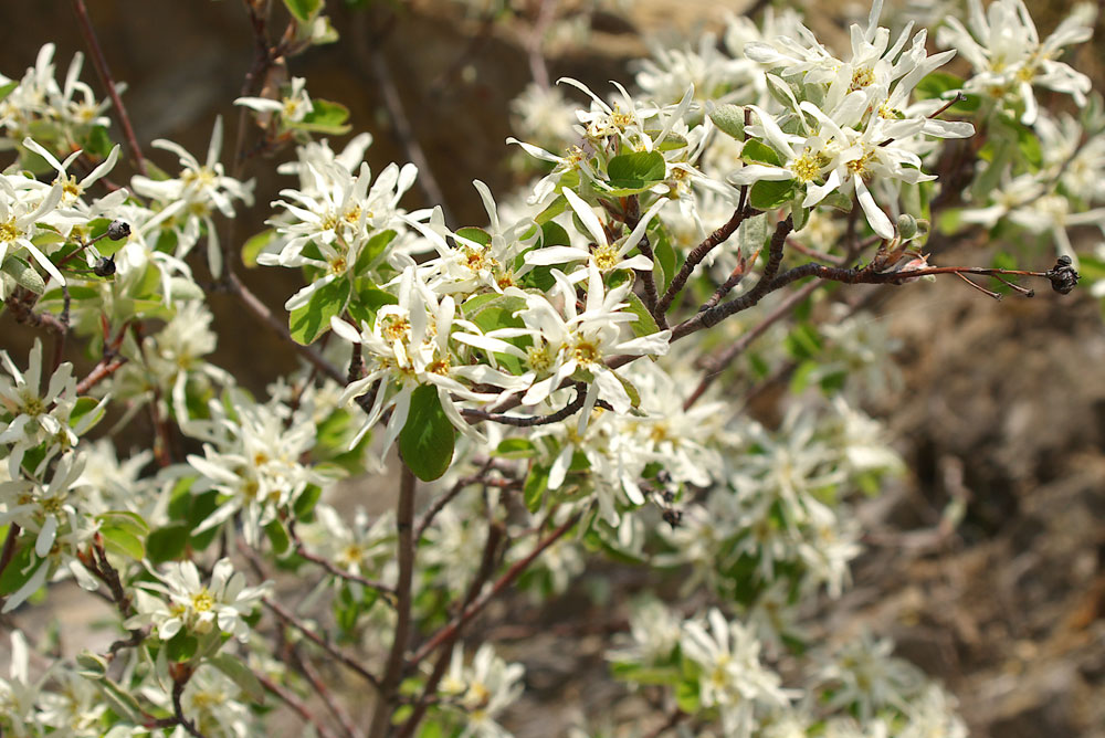 Amelanchier ovalis/Pero corvino